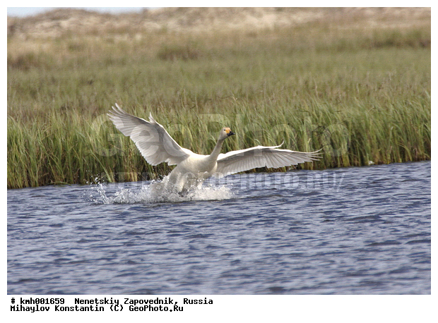 �������� ������, ��������, ��������, ��������, �����������, �����������������, ������������� �����, ������������� �����, XYZ, ������, Anatidae, ����� ������, ��������� ������, Cygnus bewickii